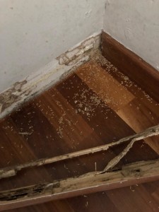 Protección de la Madera contra Xilófagos - infestacion termitas
