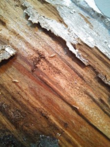 Protección de la Madera contra Xilófagos - termitas