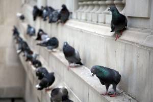 control de aves urbanas