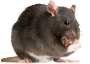 eliminar ratas valencia