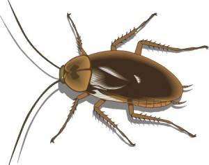 Cucaracha