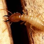 Tratamiento de termitas en valencia 