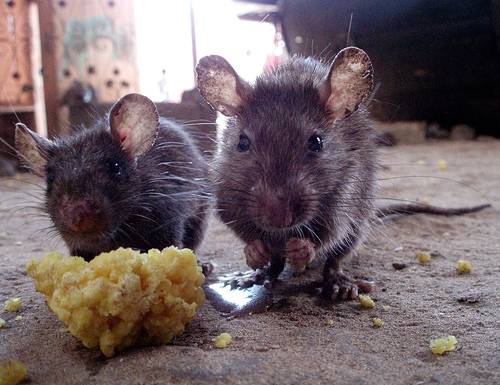 control de ratas en valencia