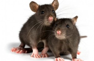 Extinción de ratas en Valencia