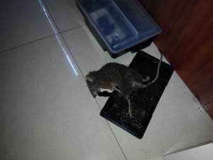 Eliminación de ratas en Valencia