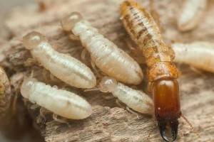 Tratamiento termitas Valencia - Empresa de control de plagas