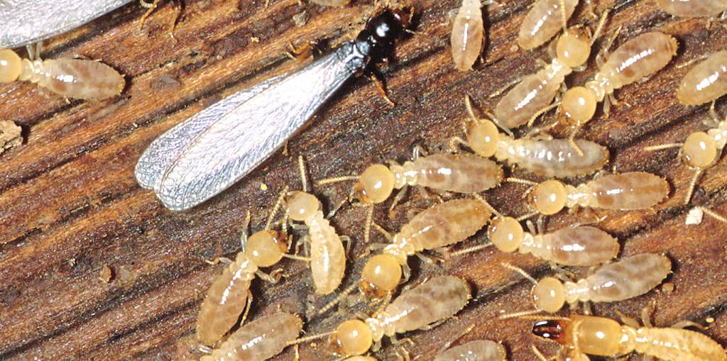 Eliminar termitas Valencia - Empresa con experiencia