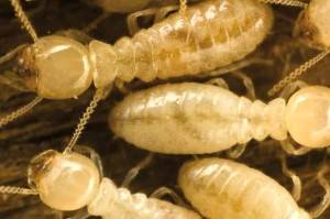 Eliminar termitas Valencia - Empresa profesional