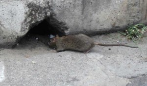 Problemas de ratas Valencia - Servicios de calidad