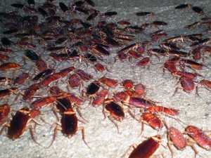 Eliminar insectos Valencia - Empresa profesional